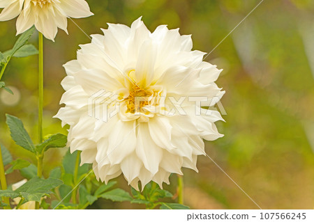 房子周圍的花朵 - 不同的季節 - 大花瓣在秋天的天空中閃耀 - 大麗花在秋天的天空中閃耀 107566245