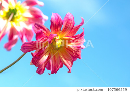 房子周圍都是鮮花，四個季節，大紅色和粉紅色的花瓣在秋天的天空中閃閃發光，大麗花在藍天的映襯下閃閃發光 107566259