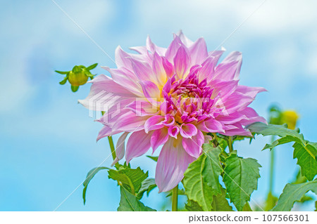 Flowers around the house, all four seasons, large red and pink petals shining in the autumn sky, dahlias shining against the blue sky 107566301