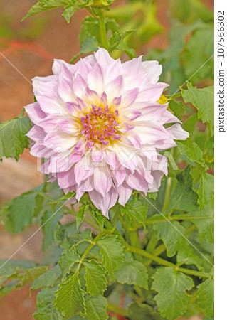 Flowers around the house - various seasons - large red and pink petals shining in the autumn sky - dahlias shining in the autumn sky 107566302