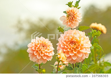 Flowers around the house - various seasons - large red and pink petals shining in the autumn sky - dahlias shining in the autumn sky 107566303