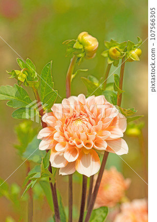 Flowers around the house - various seasons - large red and pink petals shining in the autumn sky - dahlias shining in the autumn sky 107566305