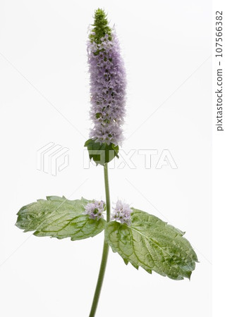 peppermint (herb) 107566382