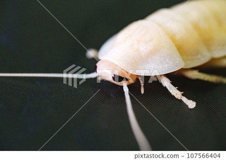 The molting process of the Madagascar cockroach on a black background. 107566404