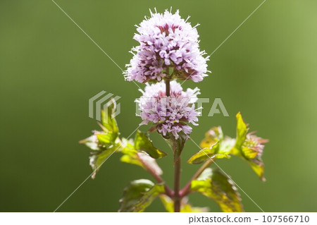 Eau de cologne mint () Eau de cologne mint () 107566710