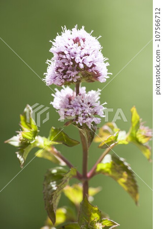 Eau de cologne mint () Eau de cologne mint () 107566712