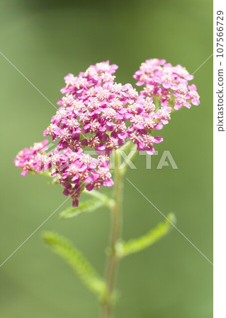 西洋蓍草紅（草本） 107566729