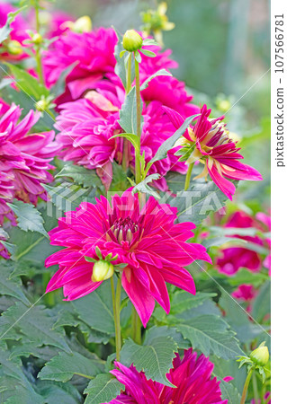 Flowers around the house - various seasons - colorful large flower petals - a series of large flowers - dahlias that shine against the autumn sky 107566781