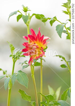 Flowers around the house - various seasons - colorful large flower petals - a series of large flowers - dahlias that shine against the autumn sky 107566792