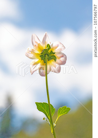 Flowers around the house - various seasons - colorful large flower petals - a series of large flowers - dahlias that shine against the autumn sky Flowers around the house - various seasons - colorful large flower petals - a series of large flowers - dahlias that shine against the autumn sky 107566797