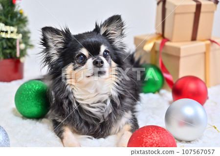 Cheerful senior dog Christmas Chihuahua Cheerful senior dog Christmas Chihuahua 107567057