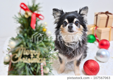 Cheerful senior dog Christmas Chihuahua 107567063