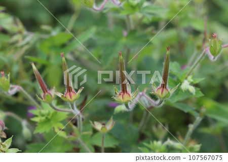 Fruit of Genchiosho Fruit of Genchiosho 107567075