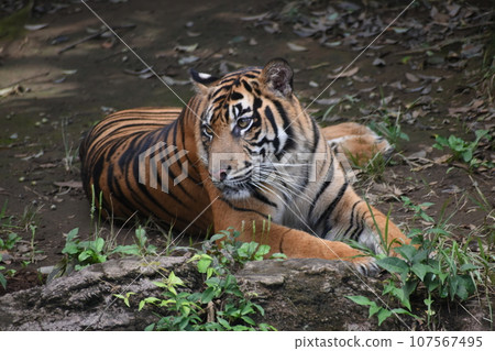 Sumatran tiger lying down 107567495