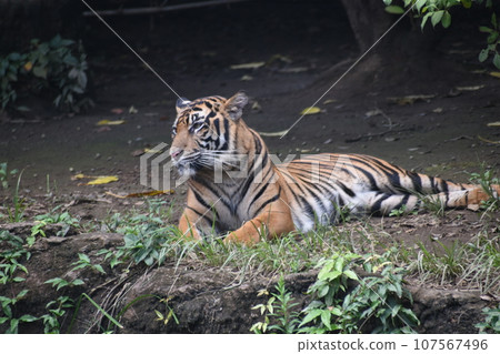 Sumatran tiger lying down Sumatran tiger lying down 107567496