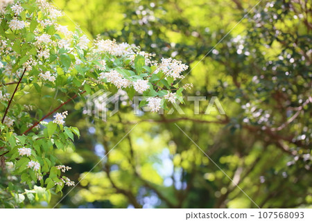 Ugi花 Ugi花 107568093