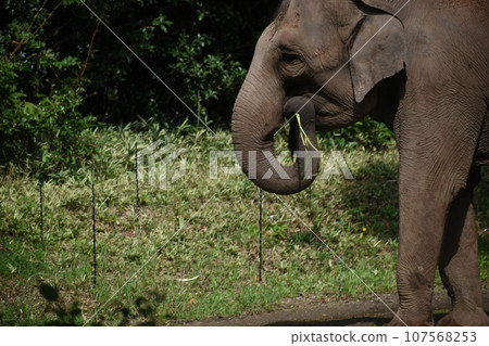 An elephant bathing An elephant bathing 107568253