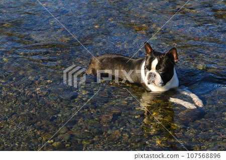 Mighty the Boston Terrier cools down in the shallows of the Miyako River, a popular spot for river play♡ Mighty the Boston Terrier cools down in the shallows of the Miyako River, a popular spot for river play♡ 107568896