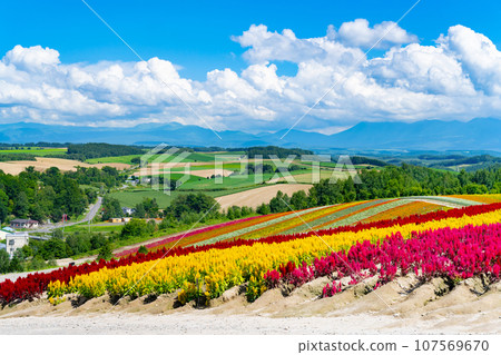 北海道美瑛町四季彩之丘（8月） 107569670