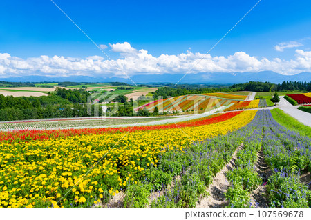 北海道美瑛町四季彩之丘(8月) 北海道美瑛町四季彩之丘(8月) 107569678