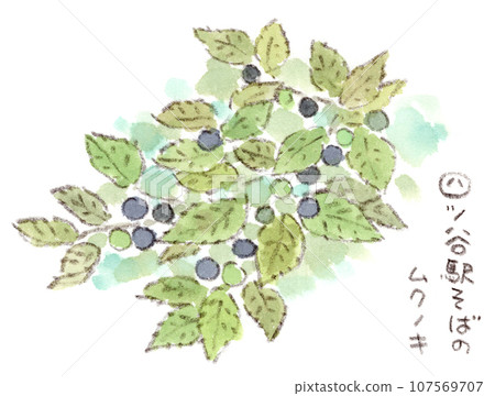 秋季植物,楊桃水彩插圖 秋季植物,楊桃水彩插圖 107569707