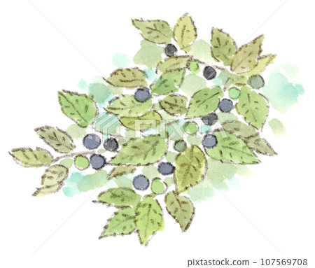 Autumn plants, watercolor illustration of starberry fruit 107569708