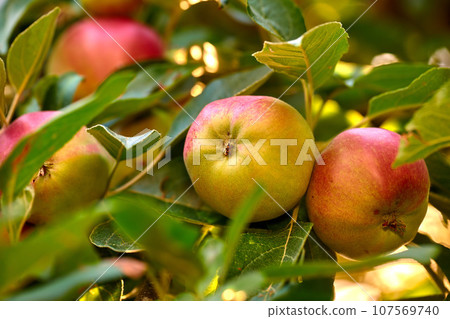 Closeup of ripe red apples hanging on green apple tree branch on orchard farm in remote countryside. Texture detail of growing fresh, healthy snack fruit for nutrition, vitamins. Sustainable farming 107569740