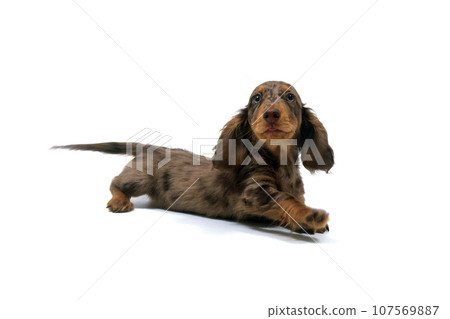 Playing puppy miniature dachshund white background 107569887