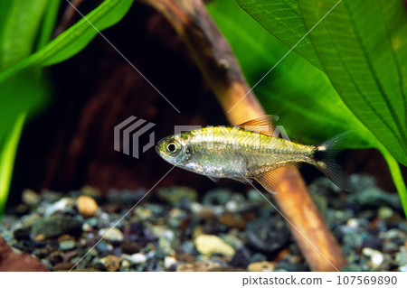 Golden Tetra 水族館 Golden Tetra 水族館 107569890