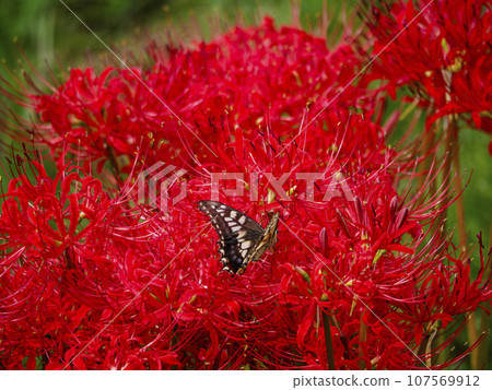 Crimson beanflower and swallowtail butterfly 107569912
