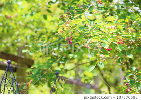 Fruit of June belly 107570595