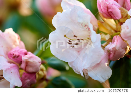 Closeup of blooming Rhododendron flowers in the garden at home. Zoomed in on blossoming group of woody plants growing in the backyard in summer. Beautiful pink and white elegant flower on green trees 107570778