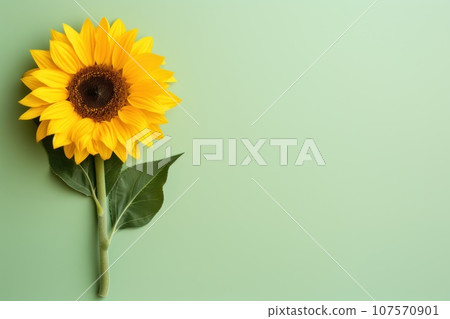 Beautiful sunflower on neutral colour background Generative AI 107570901