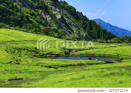 [Kumamoto Prefecture] Ranch seen from the Minamiaso Panorama Line (Mt. Aso) 107571274