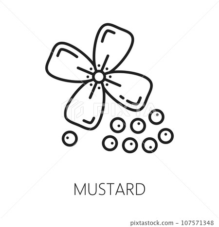Mustard plant with flower and pod, black seeds outline icon. Vector floral canola plant and grains, sauce dressing ingredient Mustard plant with flower and pod, black seeds outline icon. Vector floral canola plant and grains, sauce dressing ingredient 107571348