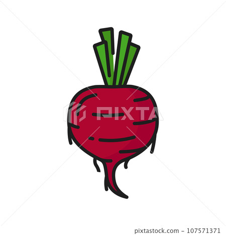 Color beetroot taproot vegetable, dieting vegetarian food thin line icon. Vector edible rhizome radish food. Garden table-beet vegetable Color beetroot taproot vegetable, dieting vegetarian food thin line icon. Vector edible rhizome radish food. Garden table-beet vegetable 107571371