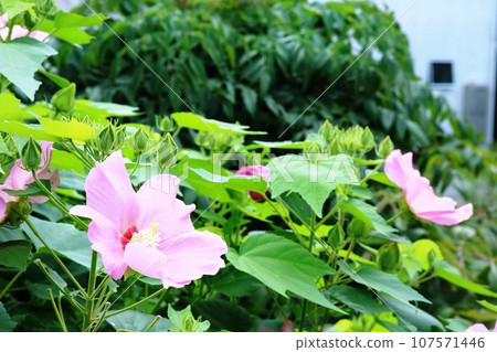 芙蓉開始綻放 107571446