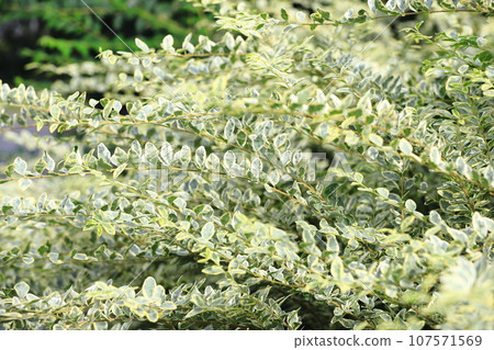 Silver Privet (or Silver Privet) that stretches its branches 107571569