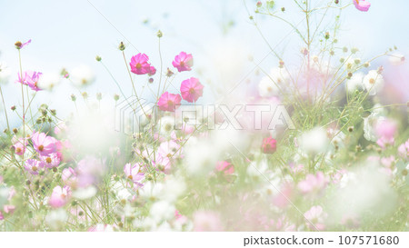 A refreshing field of blooming cosmos at Iwate Prefecture's Lake Gosho Regional Park A refreshing field of blooming cosmos at Iwate Prefecture's Lake Gosho Regional Park 107571680