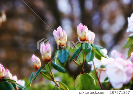 Closeup of Rhododendron flowers blossoming and growing in a garden. Plants blooming during the spring season. Pink bush against a blurred background in a botanical garden. New seasonal growth 107571867