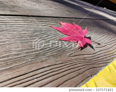 Red maple leave tree on wooden walkway in deep forest with beautiful colourful Autumn foliage trees scenery. Red maple leave tree on wooden walkway in deep forest with beautiful colourful Autumn foliage trees scenery. 107571881
