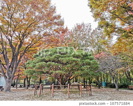 Big Pine tree with Fall maple leaves foliage in Seoul Forest park in Seongdong-Gu area. Big Pine tree with Fall maple leaves foliage in Seoul Forest park in Seongdong-Gu area. 107571884