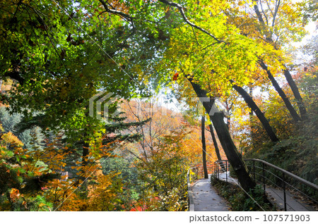 Red Orange Green maple leaves trees in deep forest with beautiful colourful Autumn foliage trees scenery. 107571903