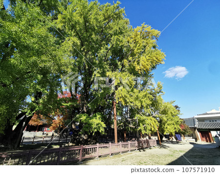 Great grand Ginkgo tree and main ground of Sungkyunkwan University in Autumn with foliage trees 107571910