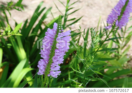 一排排的小花開得真漂亮! Hanatoranoo(花虎尾) 一排排的小花開得真漂亮! Hanatoranoo(花虎尾) 107572017
