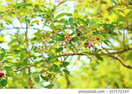 六月的果實肚子 107572147