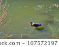 Negishi Forest Park, Birds aiming for small fish in the pond, Wild birds 107572197