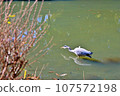 Negishi Forest Park, Birds aiming for small fish in the pond, Wild birds 107572198