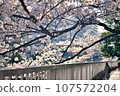 A row of cherry blossom trees in the city 107572204