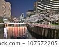 A row of cherry blossom trees in the city 107572205
